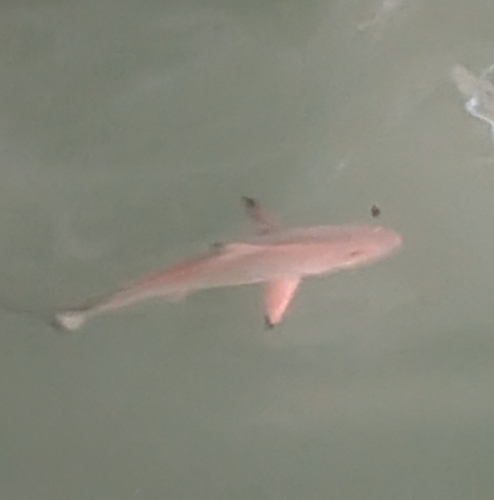 Carcharhinus limbatus