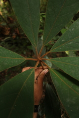Actinodaphne bourdillonii