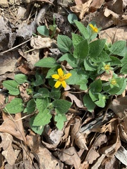 Chrysogonum