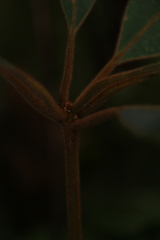 Actinodaphne bourdillonii