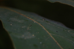 Actinodaphne bourdillonii