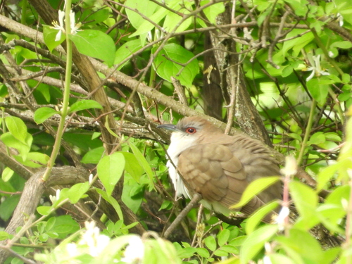 Black-billed Cuckoo observed by jaaay