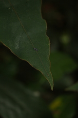 Actinodaphne bourdillonii