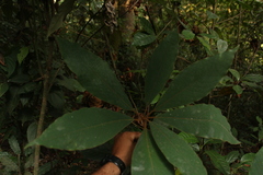 Actinodaphne bourdillonii
