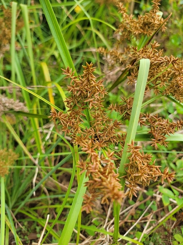 Cyperus javanicus observed 2026-05-10