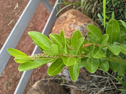 Citharexylum caudatum observed 2026-05-09