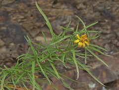 Pascalia glauca, photograph author not stated, no rights reserved