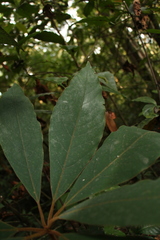 Actinodaphne bourdillonii