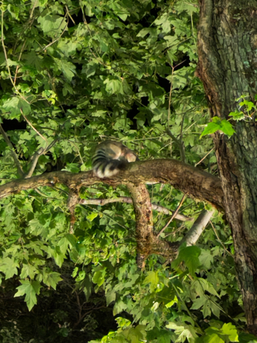 Ringtail observed by kristy218