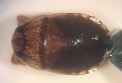 Pelocoris balius