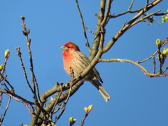Haemorhous mexicanus