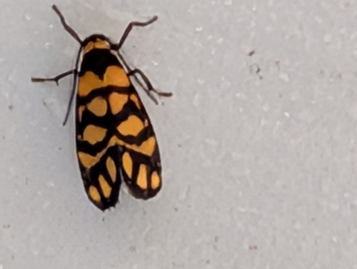 Lydia Lichen Moth