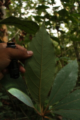 Actinodaphne bourdillonii