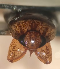 Pelocoris balius