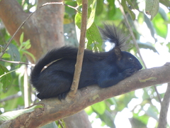 Sciurus aureogaster nigrescens