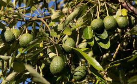 Avocado
