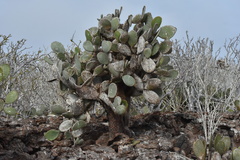 Opuntia helleri