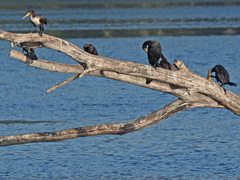 Phalacrocorax carbo