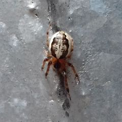Araneidae