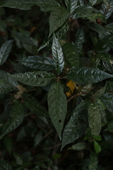 Croton zeylanicus