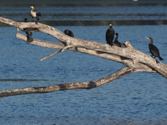 Phalacrocorax carbo