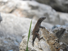 Anolis sagrei