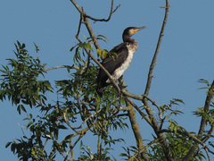 Phalacrocorax carbo