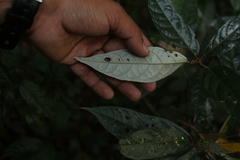 Croton zeylanicus