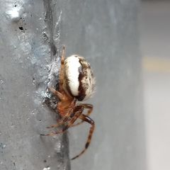Araneidae