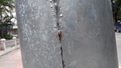 Araneidae