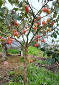 tamarillo