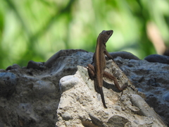 Anolis sagrei