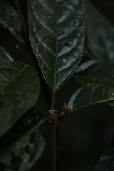Croton zeylanicus