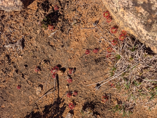 Drosera spilos N.G.Marchant & Lowrie 2