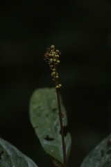 Croton zeylanicus