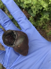Heterogen japonica