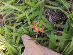 Macroptilium gibbosifolium