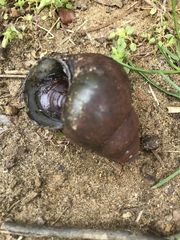 Heterogen japonica