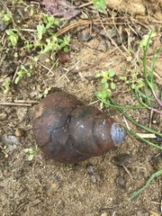 Heterogen japonica