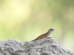 Anolis