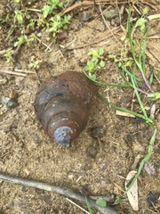 Heterogen japonica