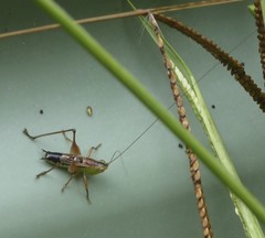 Conocephalus semivittatus