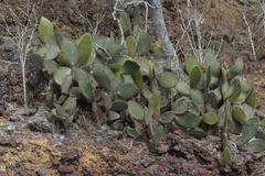 Opuntia insularis
