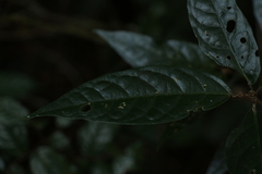 Croton zeylanicus