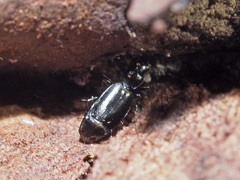 Microlestes maurus