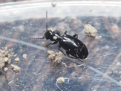 Microlestes maurus
