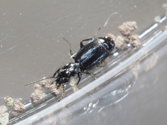 Microlestes maurus