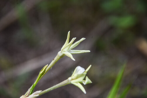 Nicotiana longiflora, photograph 4
