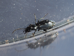 Microlestes maurus