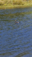 Poliocephalus rufopectus